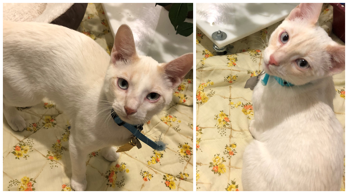 Pet of the Week: Fred and Ned